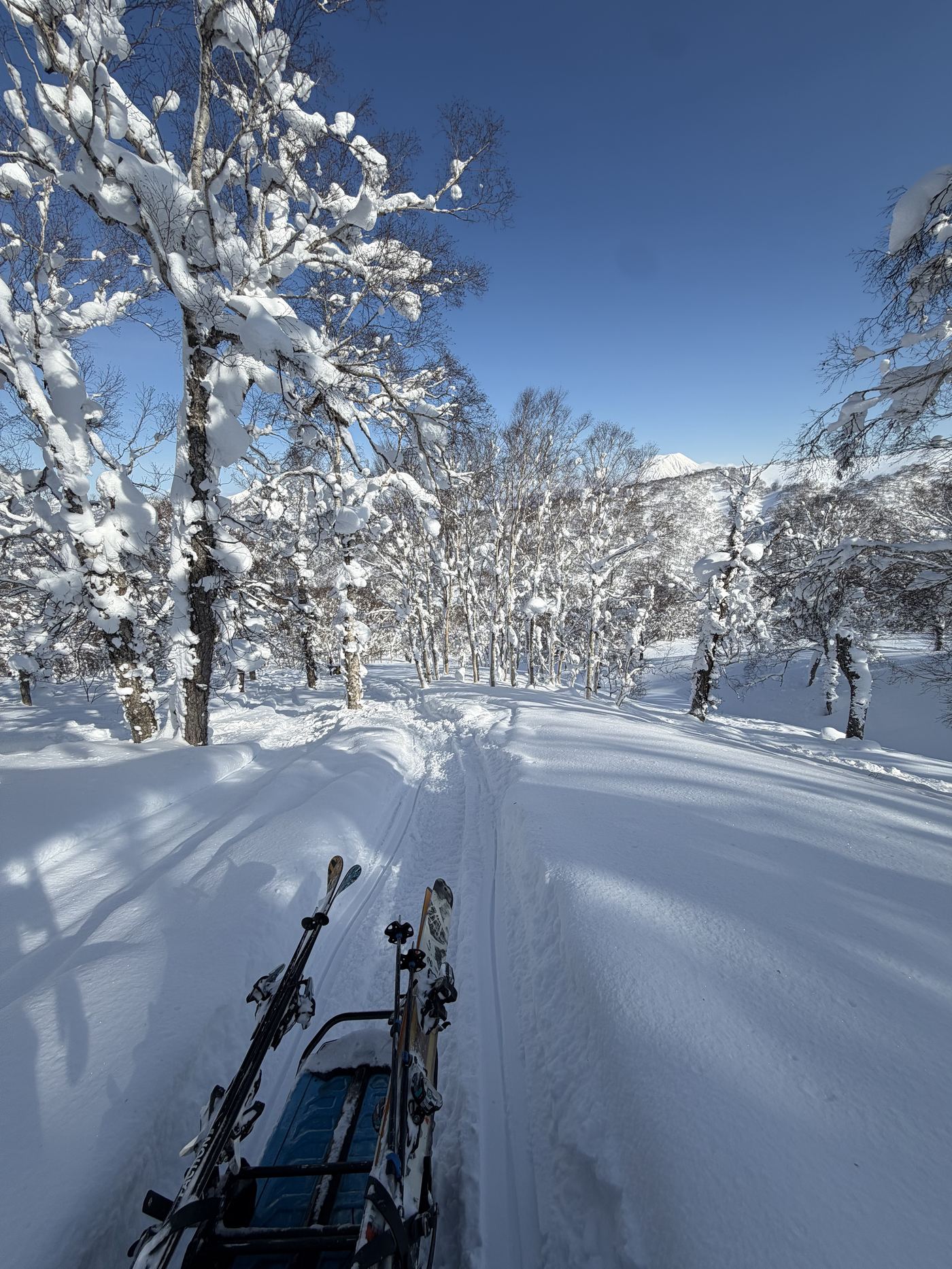 Trace en direction d'une forêt enneigée au Japon, skis fixés sur une pulka